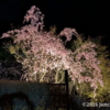 佐久市 パラダ 夜桜のライトアップ