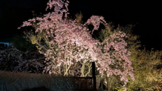 佐久市 パラダ 夜桜のライトアップ
