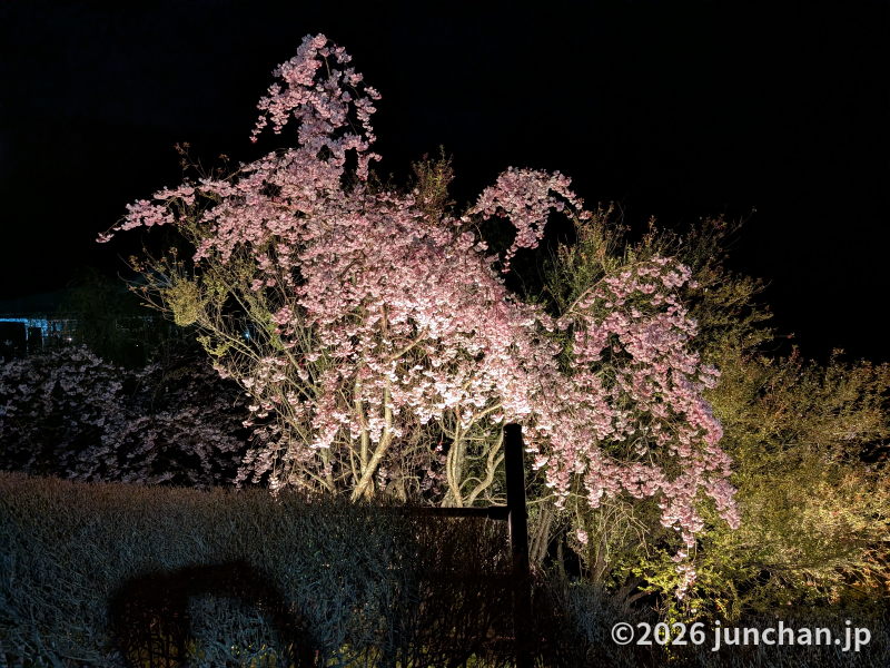 佐久市 パラダ 夜桜のライトアップ