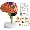 Amazon.co.jp: 【医療従事者・推薦】脳模型 日本語説明書付き 脳モデル 人体模型 学習